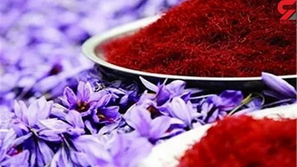 تصویر 4 از خرید ریشه زعفران + قیمت فروش استثنایی